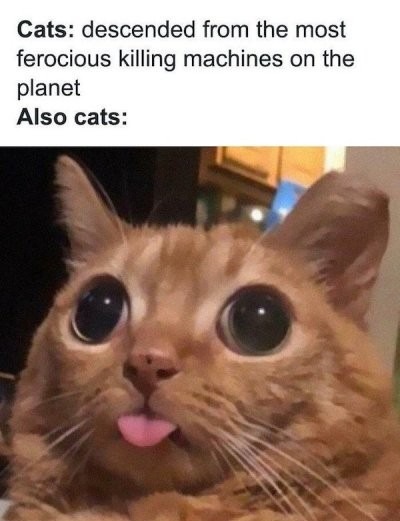 The cat - meme