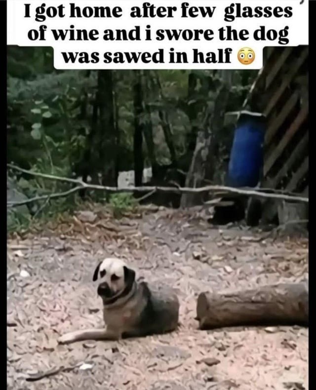 Couple glasses in and I thought the dog got sawed - meme