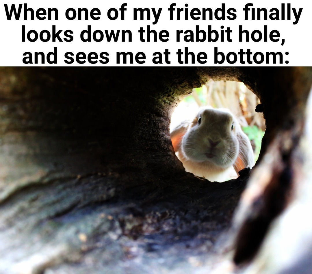 Down the Rabbit Hole - meme