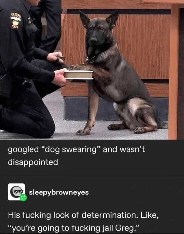 Dog swearing - meme