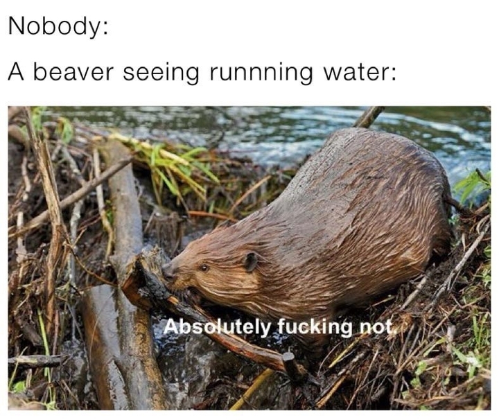 Beaver - meme