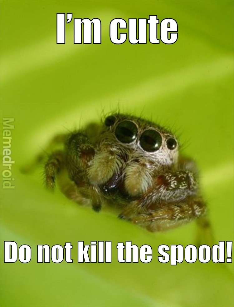 Spider Bro - meme