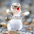 FEAR THE FUZZY CREATURE!!