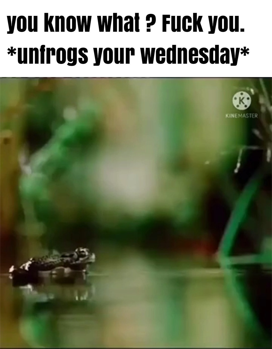 Unfrogs your Wednesday - meme