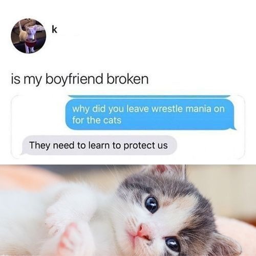 Cats need to learn to protect the family - meme