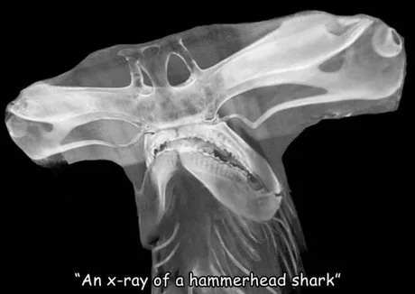 hammerhead shark xray - meme