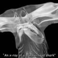 hammerhead shark xray