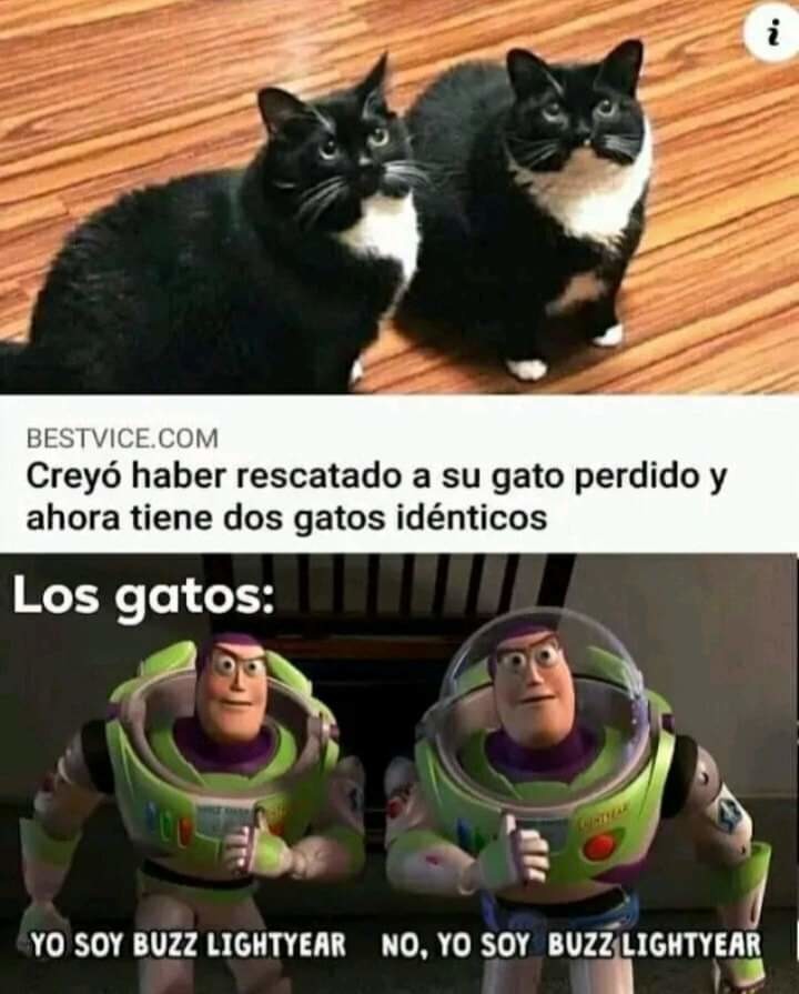 Bos llogurlaig - meme