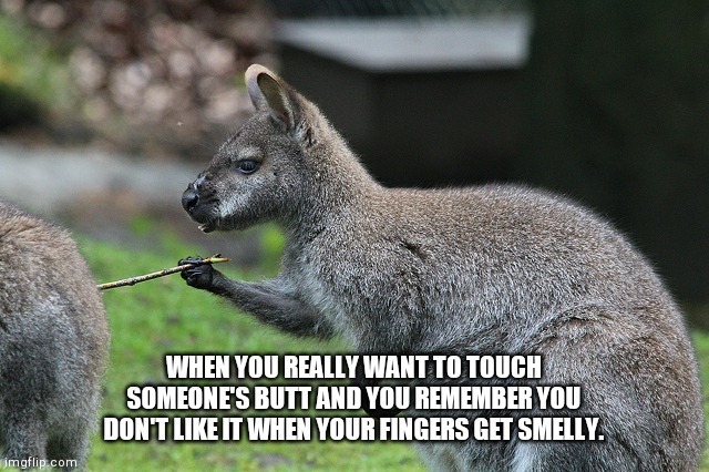 Kangaroo is really sticking to its dreams. - meme