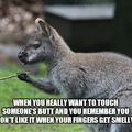 Kangaroo is really sticking to its dreams.