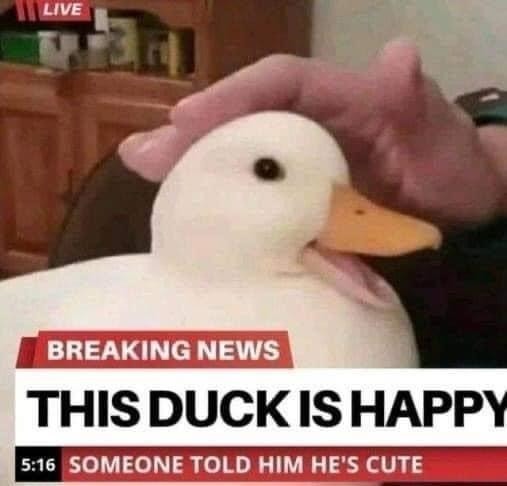 Local duck happi today - meme