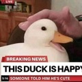 Local duck happi today