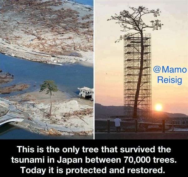 Japanese Tsunami - meme