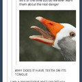 don't feed the geese