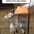 Sneaky goat