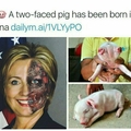 Hilary is a two faced pig