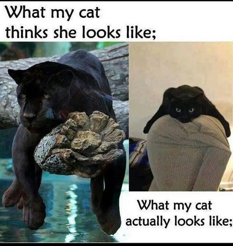 Panther - meme