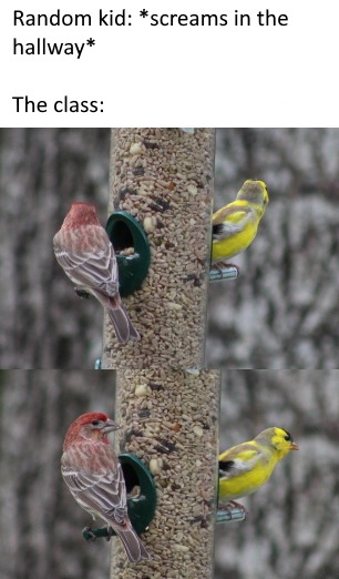 House finch, molting American goldfinch in the yard - meme