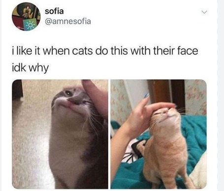 Happy cat - meme