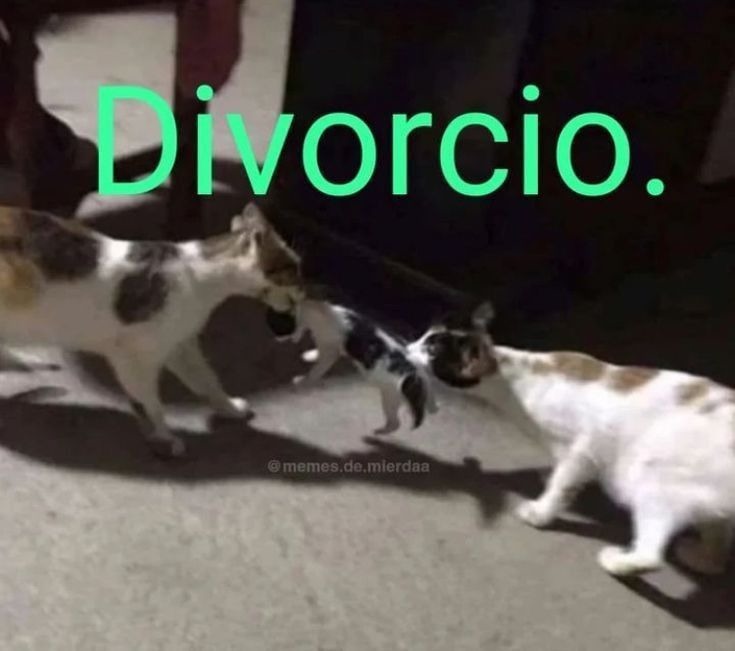 NO SI - meme