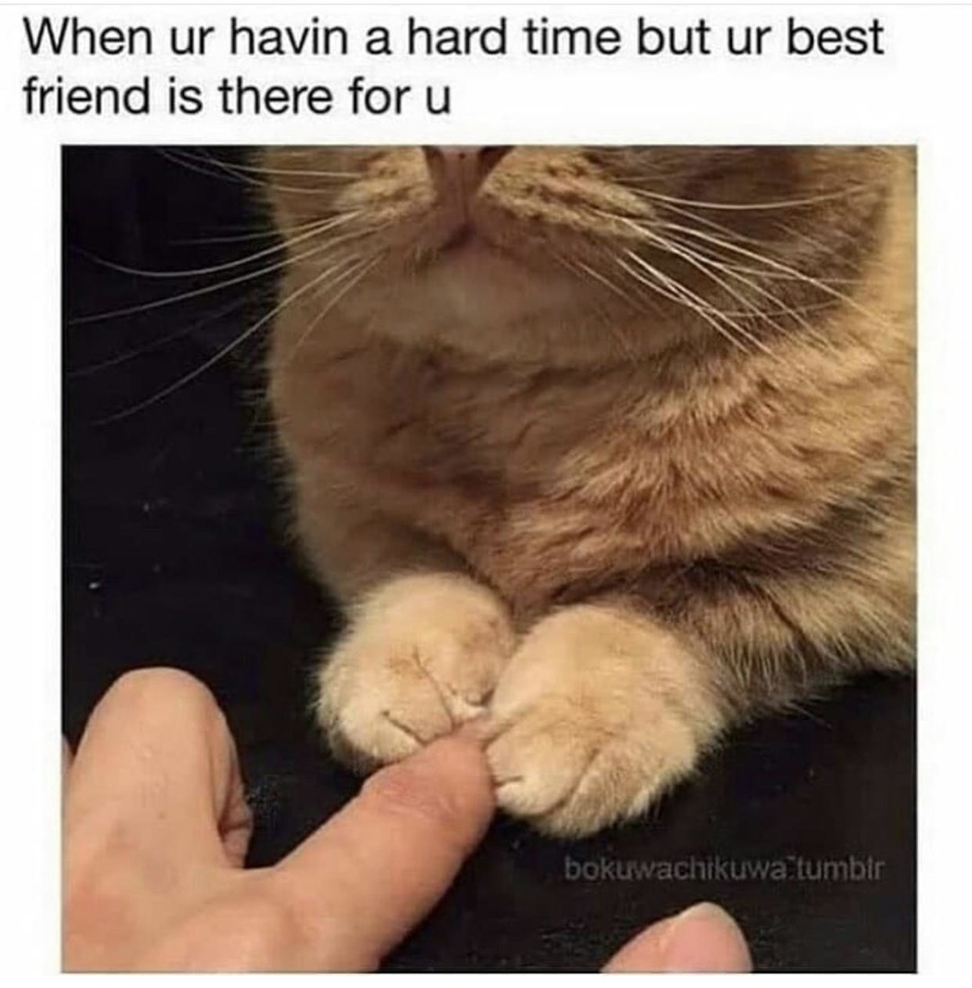 Your best friend is there for you - meme