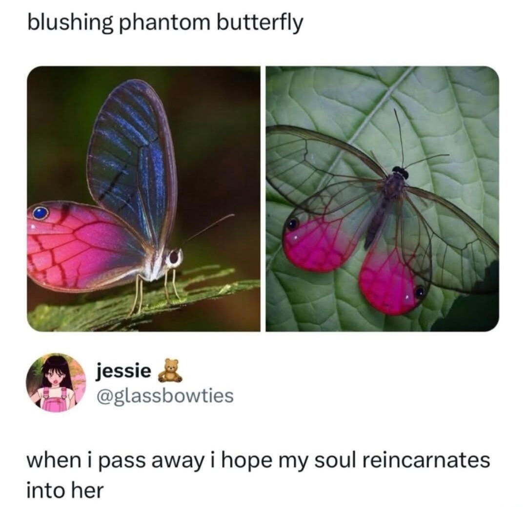 Her energy is my reincarnation goal - meme