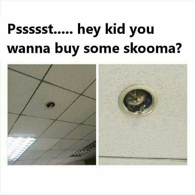 Wanna try skooma?? - meme