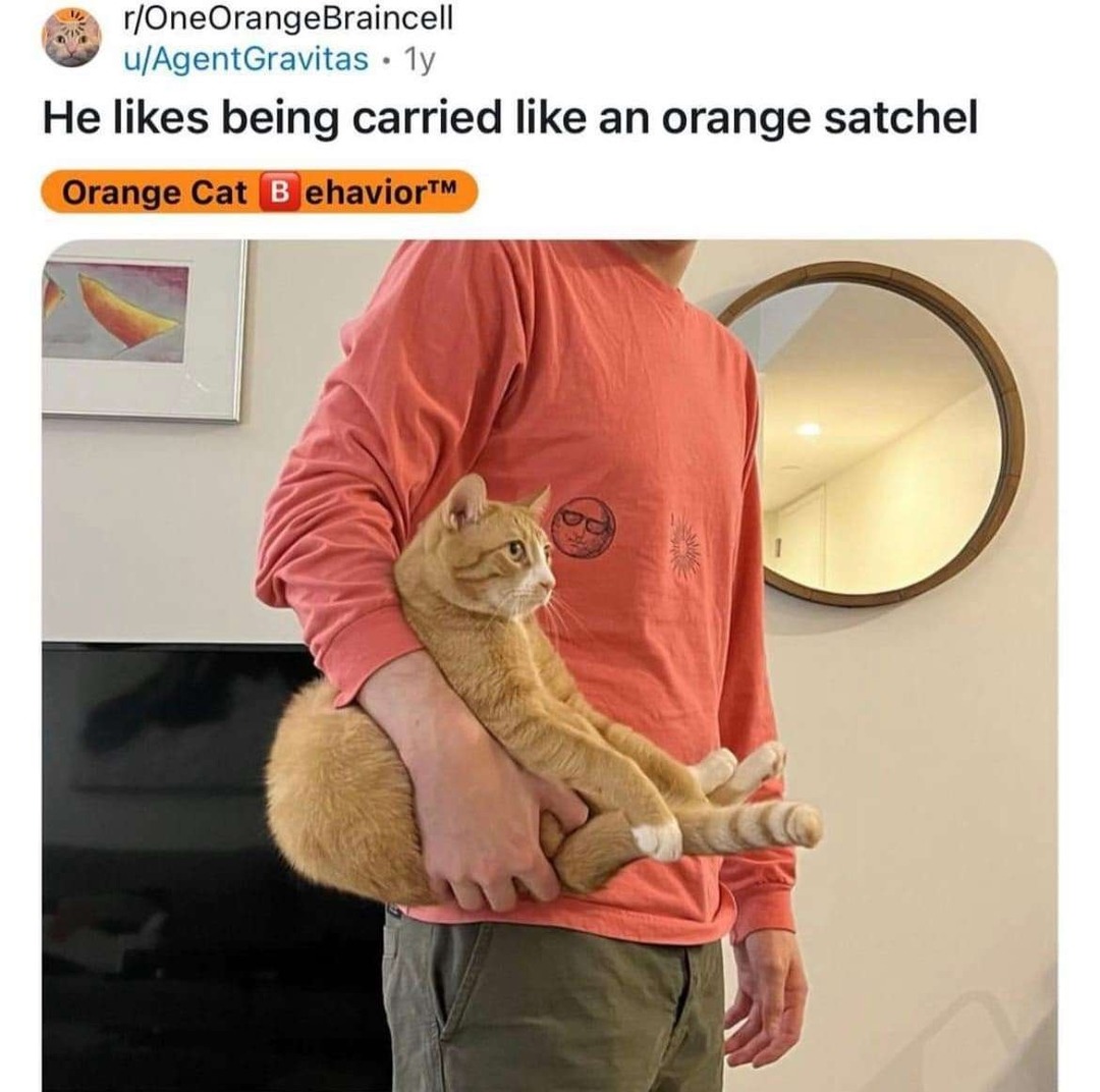 Orange cat enjoying life as an orange satchel - meme