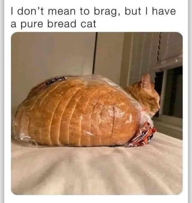 Not to flex, but I own a pure bread cat - meme