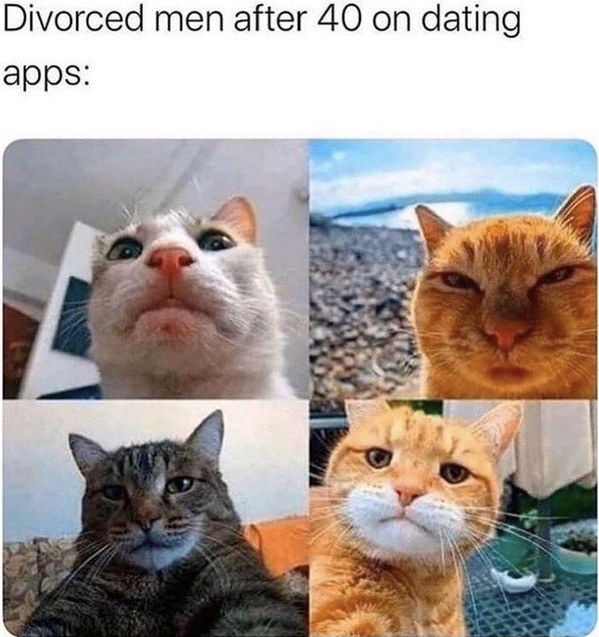 those are some sexy pussy cats - meme