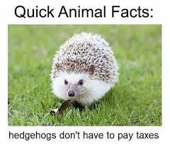 quick animal facts - meme