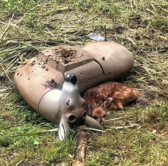 A fawn curled up beside a fake deer which is used for target practice - meme