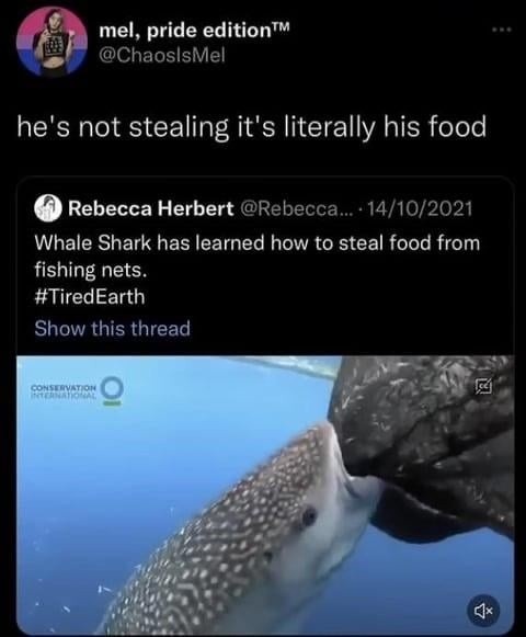 Whale shark isn’t stealing, that’s literally his food - meme