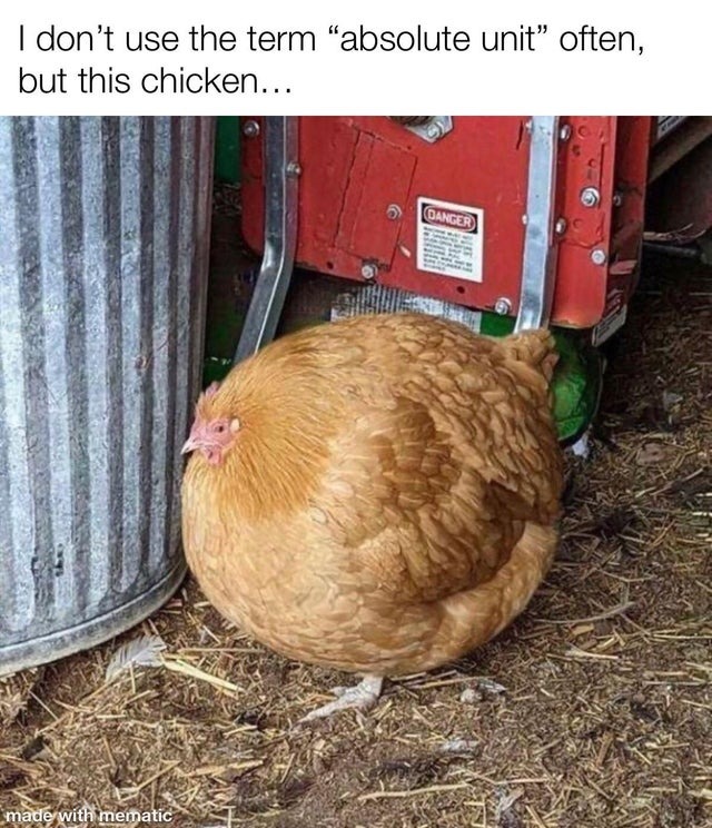 fat tuesday chicken meme