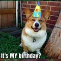 Happy birthday doggo!