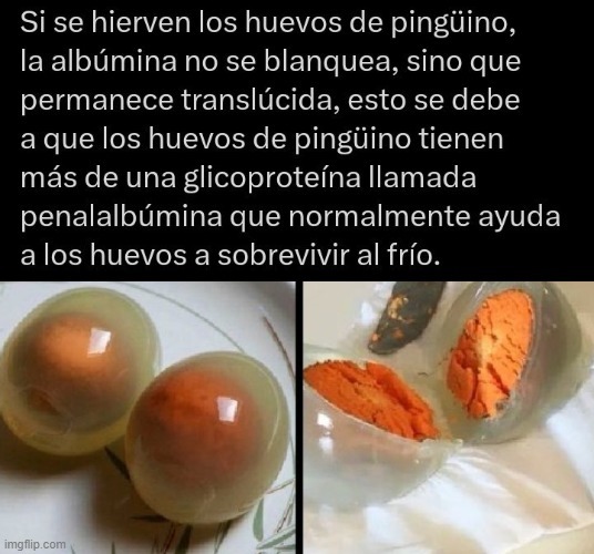 WTF los huevos de pinguino son transparentes - meme