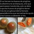 WTF los huevos de pinguino son transparentes
