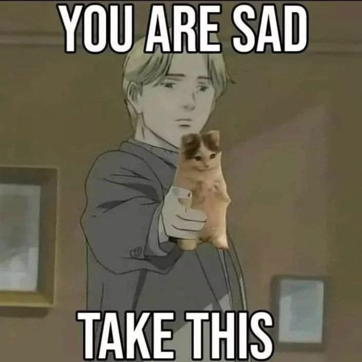 Take this cat - meme