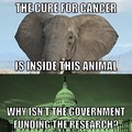 Elephants, whales, and alligators rarely  get cancer