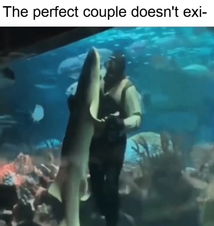 shark dancing - meme