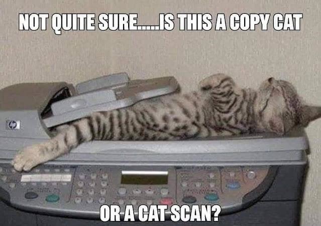 Copy Cat or Cat Scan? - meme