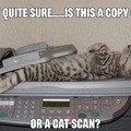 Copy Cat or Cat Scan?