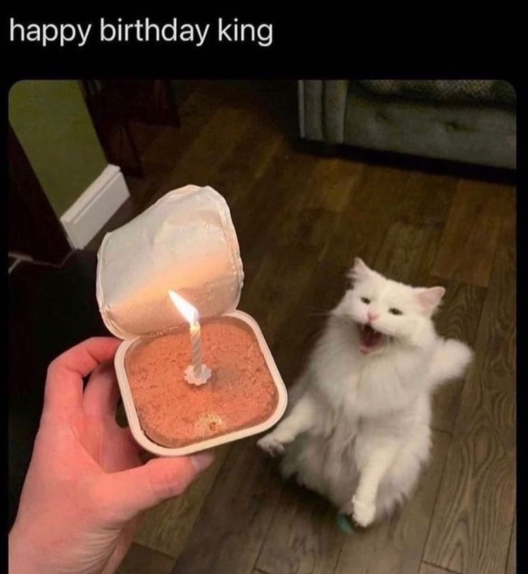 cat funny birthday meme
