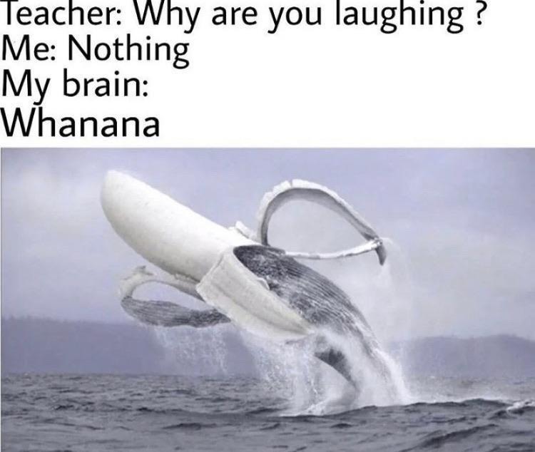 Why are you laughing? - meme