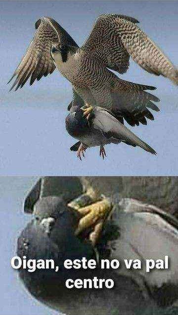 El que lea esto es hetero - meme