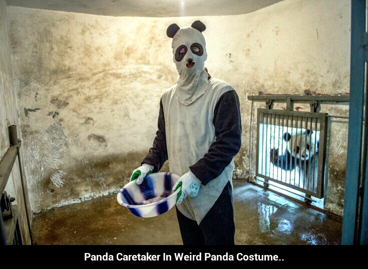 Panda Caretaker - meme