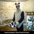 Panda Caretaker