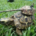 Tartaruga de guerra