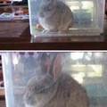 Comment éduquer un lapin
