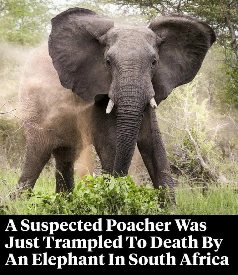 I don't have a problem with death penalty for poachers when it an endangered species. - meme